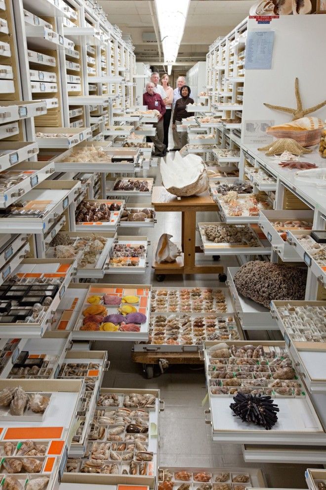 Национальный музей естественной истории NMNH