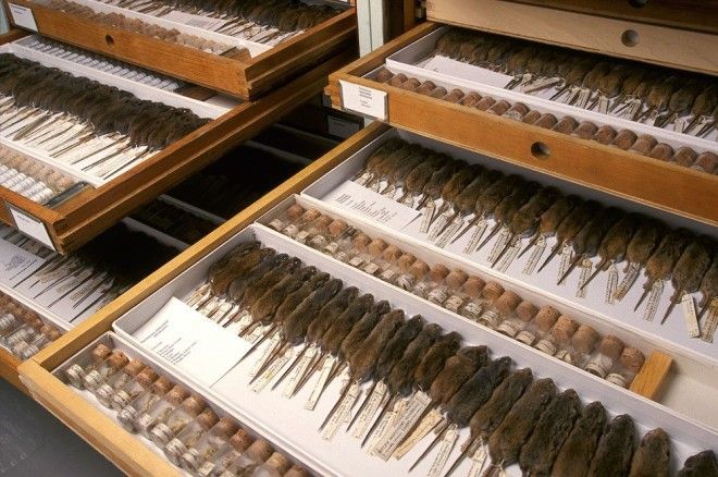 Национальный музей естественной истории NMNH