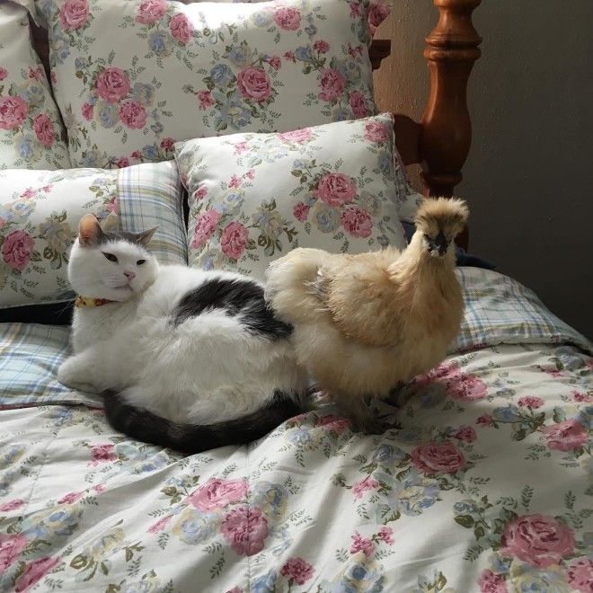 популярный кот