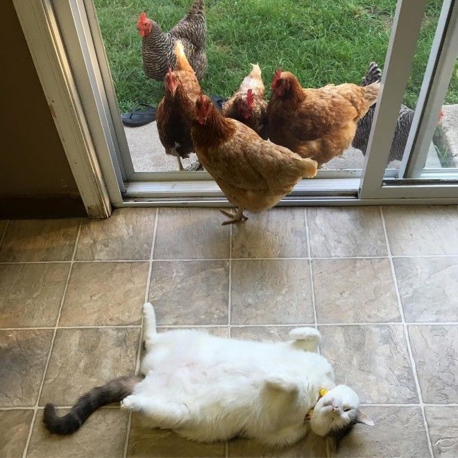 популярный кот