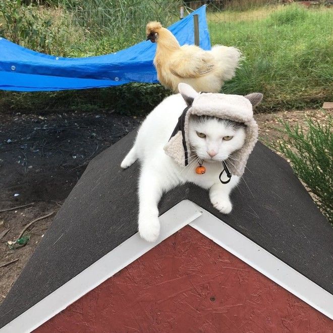 популярный кот