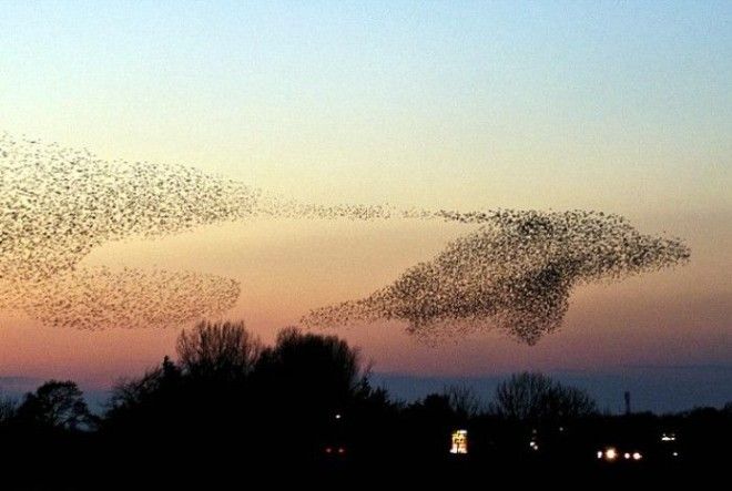 Силуэт дельфина. Силуэт дельфина