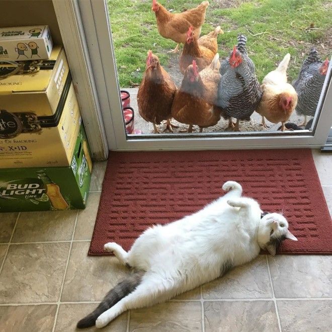 популярный кот
