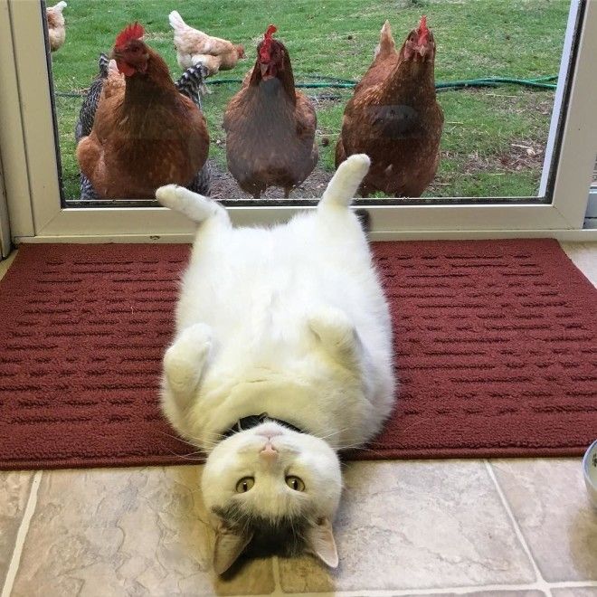 популярный кот