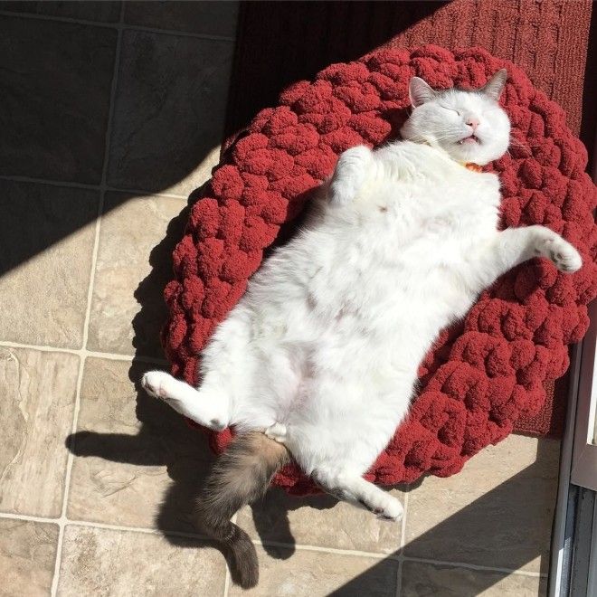 популярный кот