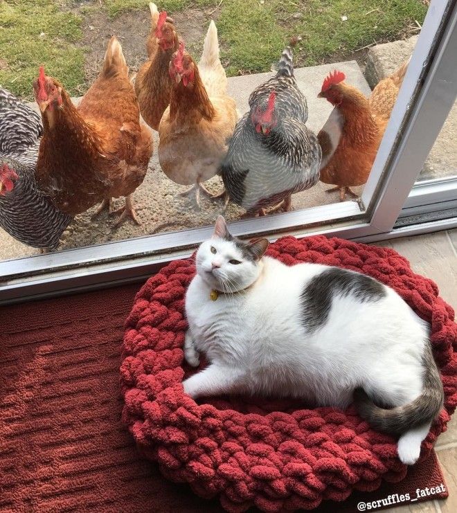 популярный кот