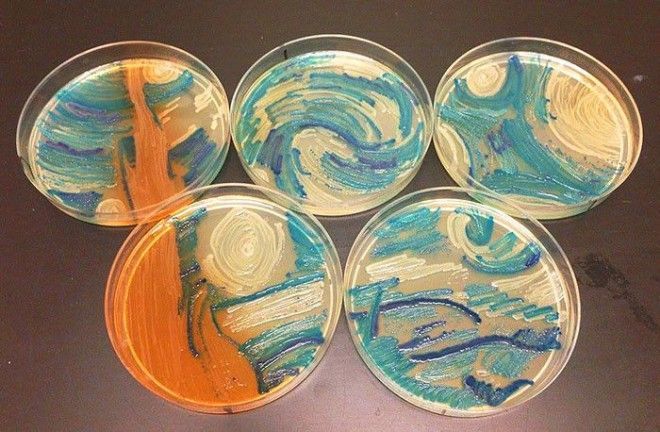 Звездная ночь Ван Гога Proteus mirabilis Acinetobacter baumanii Enterococcus faecalis Klebsiella pneumonia бактерия картина микробиолог