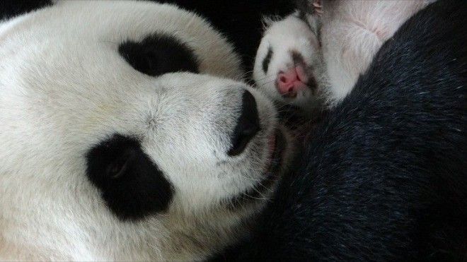 Миру остро не хватает панд