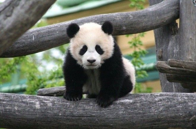 Миру остро не хватает панд