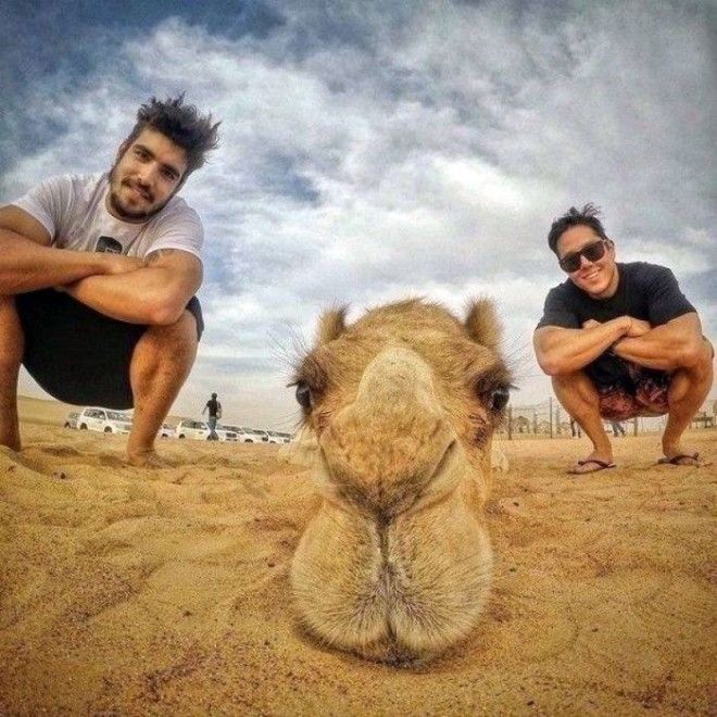 Забавный верблюд. Забавный верблюд