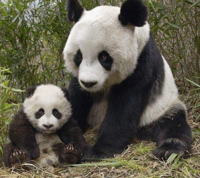 Миру остро не хватает панд
