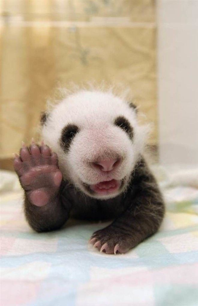 Миру остро не хватает панд