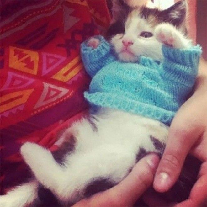 Расплываемся в улыбке животные в крошечных свитерах