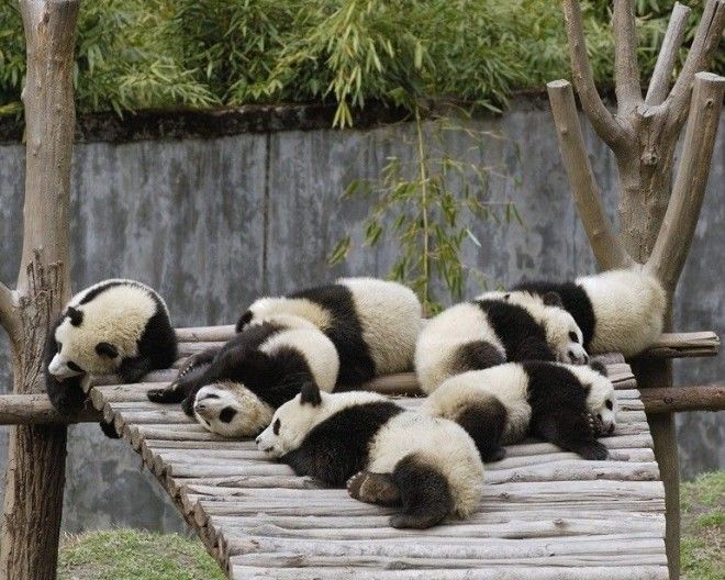 Миру остро не хватает панд
