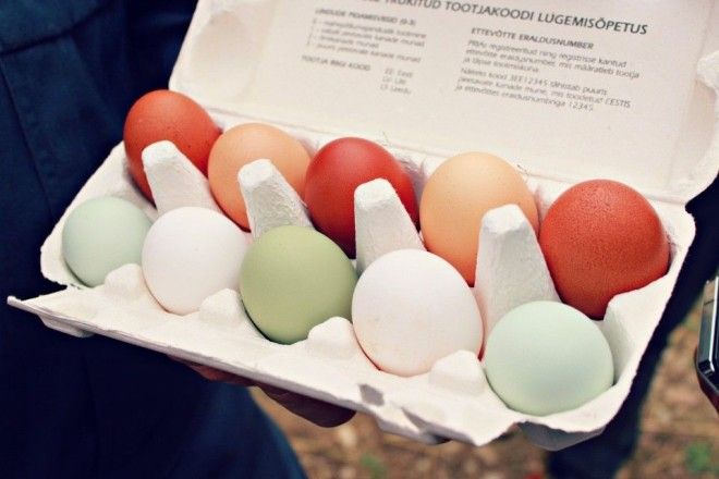 разница между коричневыми и белыми куриными яйцами