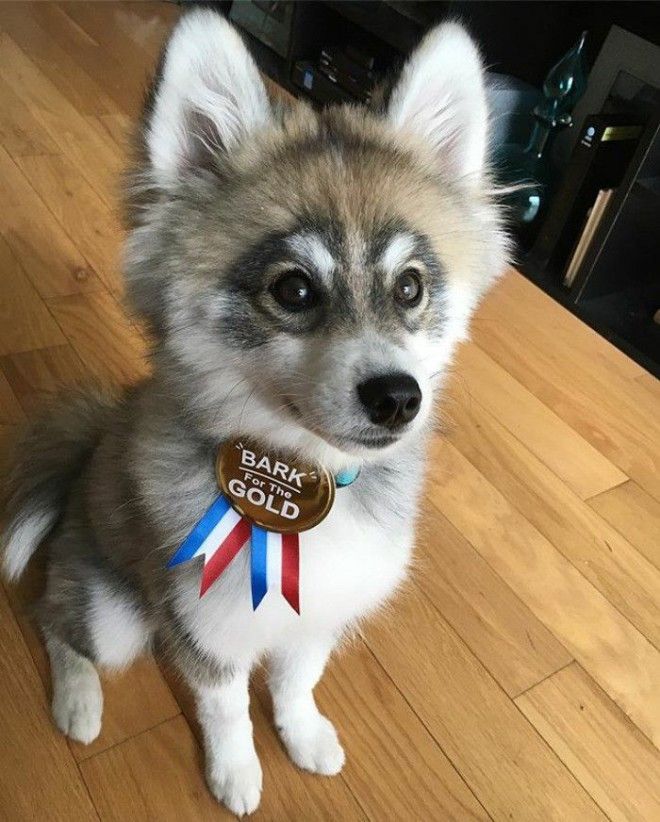  Норман щенок хаски и померанского шпица