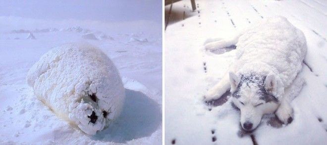 Морские котики почти как собаки Только они котики