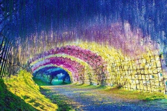 Яркие краски цветов