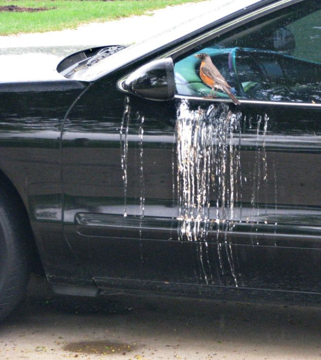 Гадкая птичка