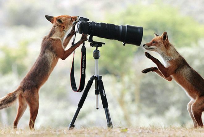Фотосессия двух лисиц. Фотосессия двух лисиц