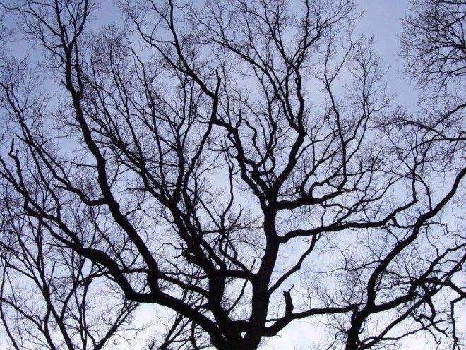 trees 1