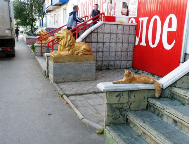 Младший брат льва