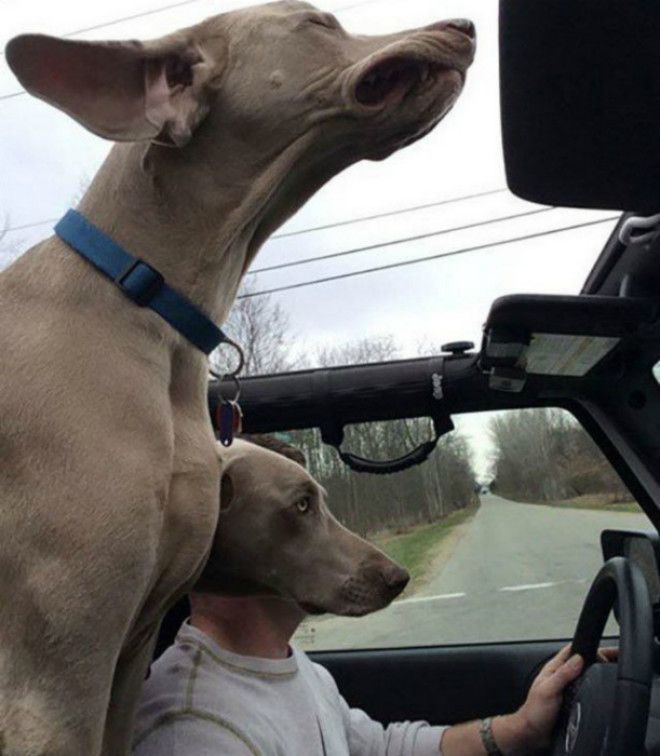 Собака за рулем. Собака за рулем