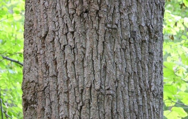 trees 7