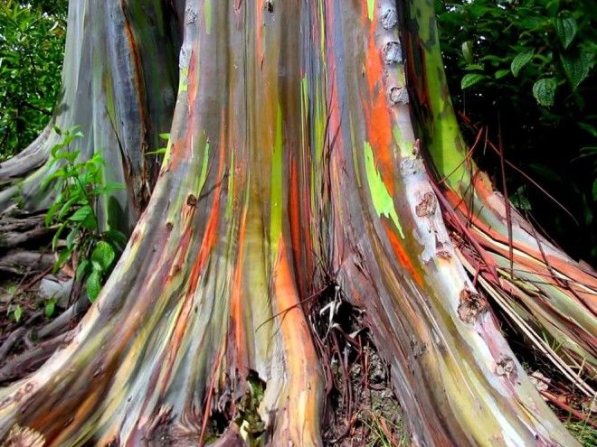 trees 8