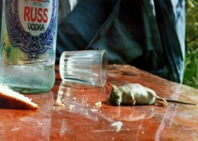 Пьяная мышь