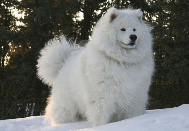 Самоедский пес