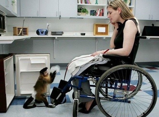 Обезьяныкапуцины в помощь инвалидам Источник фото Mail Online