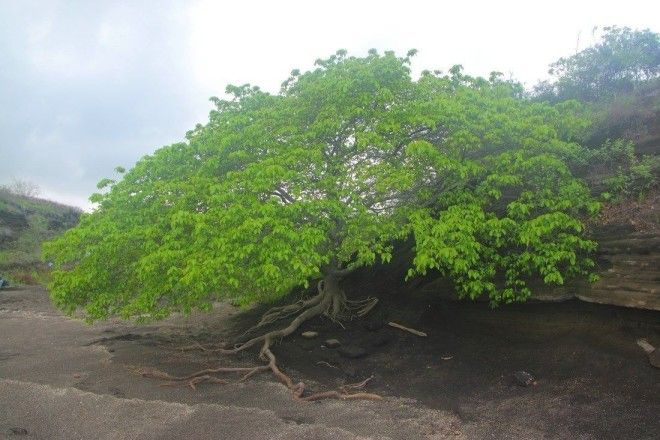 trees 10