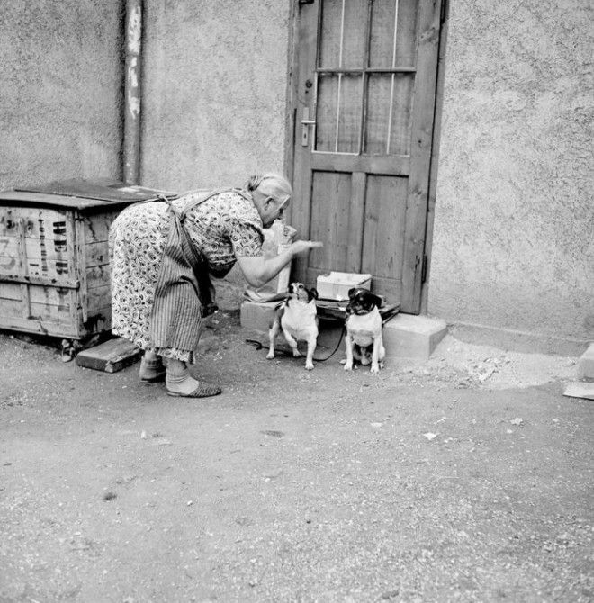 Непослушный пес Германия 1956 год