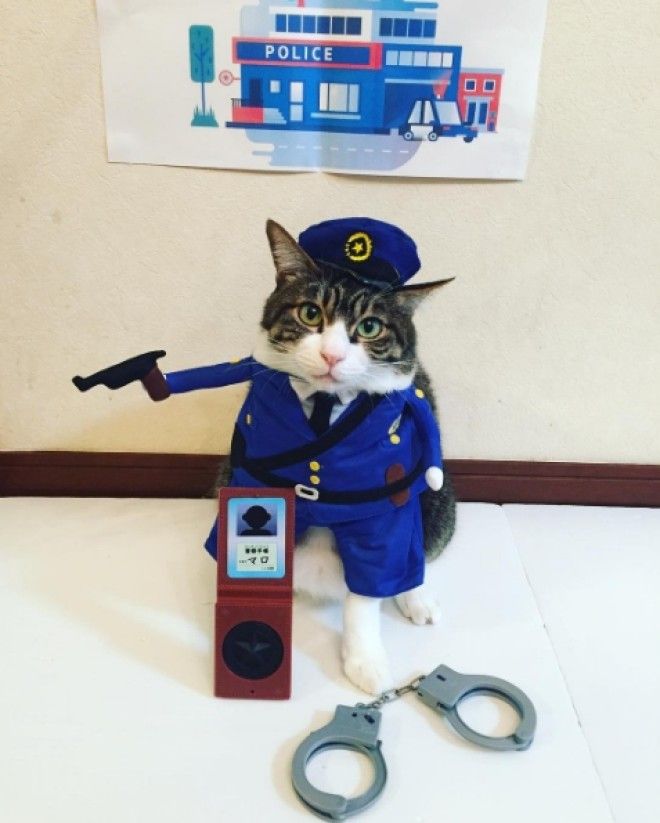Котполицейский Instagram rinne172