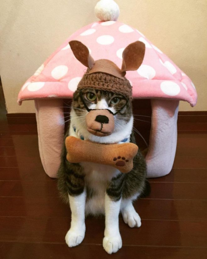 1 ноября в Японии отмечают День Собаки Instagram rinne172