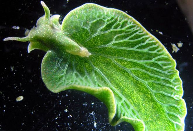 Elysia Chlorotica Elysia Chlorotica