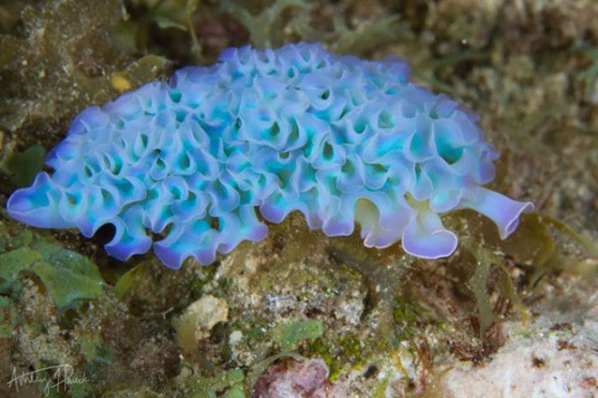Elysia Crispata Elysia Crispata