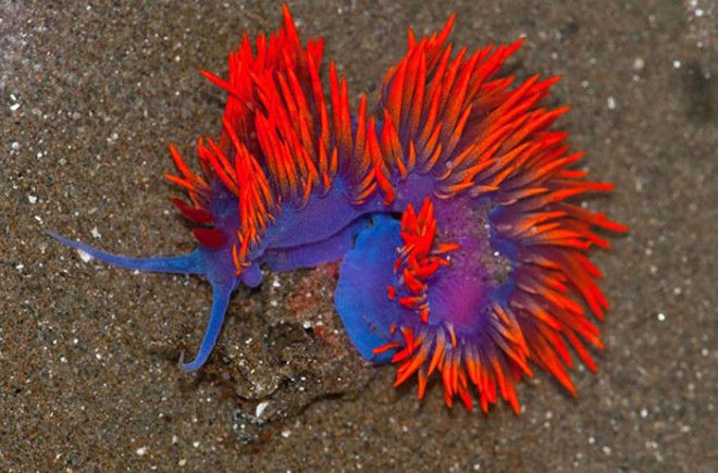 Flabellina Iodinea Flabellina Iodinea