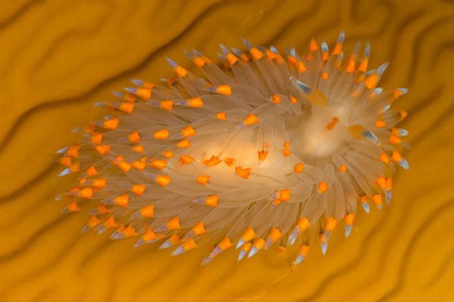 Janolus Barbarensis Janolus Barbarensis