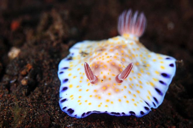 Chromodoris Alius Chromodoris Alius