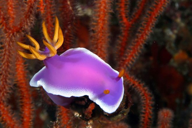 Hypselodoris Apolegma Hypselodoris Apolegma