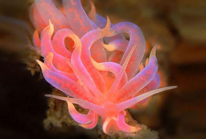 Phyllodesmium Poindimiei Phyllodesmium Poindimiei