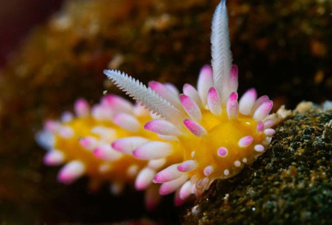 Cadlinella Ornatissima Cadlinella Ornatissima