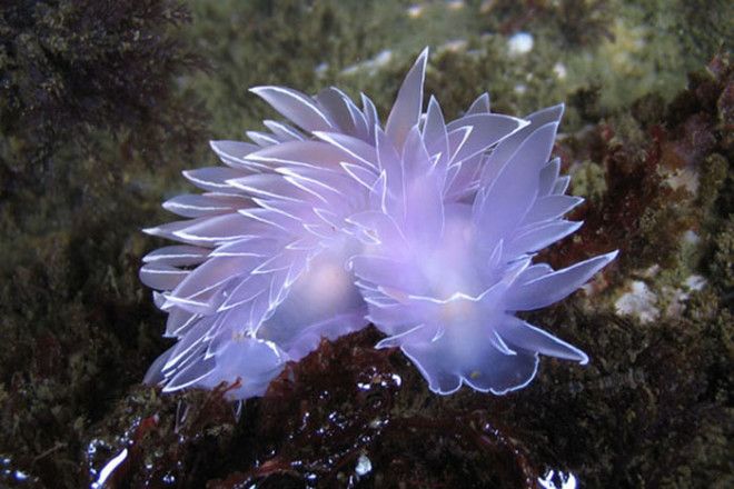 Dirona Albolineata Dirona Albolineata