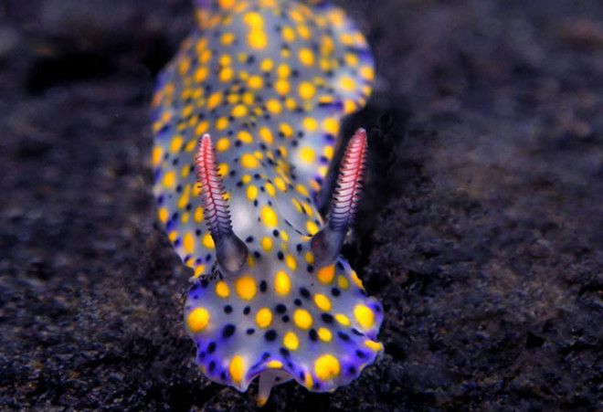 Hypselodoris Kanga Hypselodoris Kanga