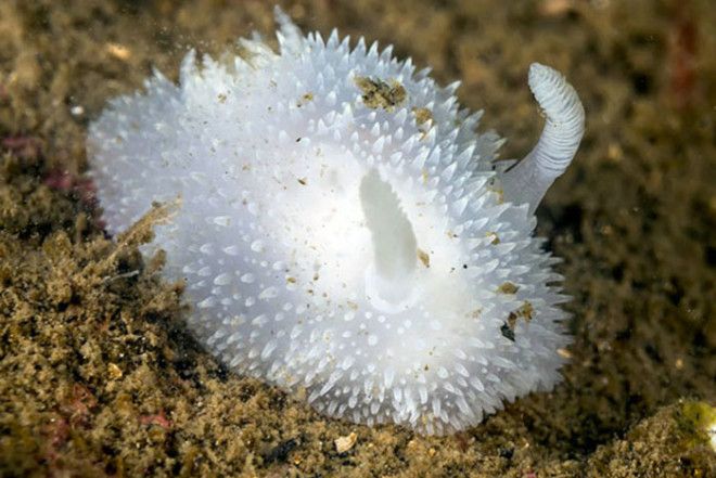 Морской кролик (Acanthodoris Pilosa) Морской кролик Acanthodoris Pilosa