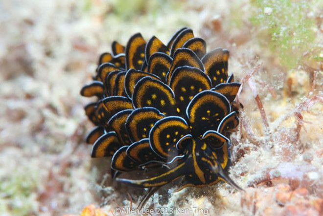 Cyerce Nigricans Cyerce Nigricans