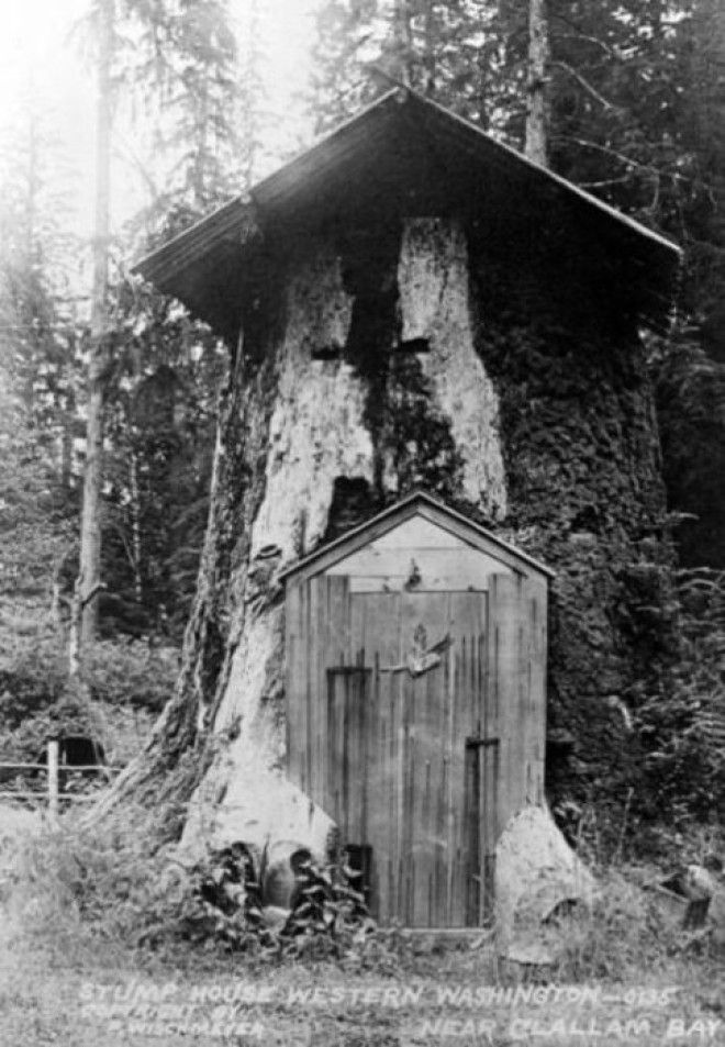 Дом в пне. Клаллам Бэй (Clallam Bay), Западный Вашингтон. | Фото: historylink.org. Дом в пне Клаллам Бэй Clallam Bay Западный Вашингтон Фото historylinkorg