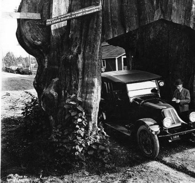 Участок Pacific Highway, проложенный сквозь 6-метровый пень красного кедра, 1920 год. | Фото: digitalcollections.lib.washington.edu. Участок Pacific Highway проложенный сквозь 6метровый пень красного кедра 1920 год Фото digitalcollectionslibwashingtonedu